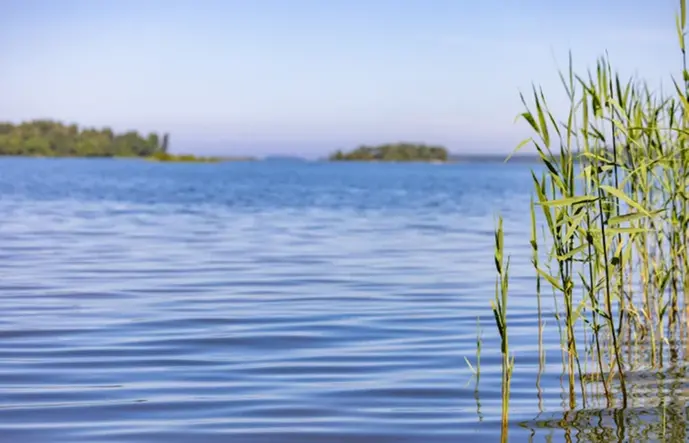 En somrig bild över Vänern med vass i förgrunden.